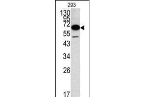 Western blot analysis of MET Antibody (N-term) 320a in 293 cell line lysates (35 μg/lane). (METAP2 antibody  (N-Term))