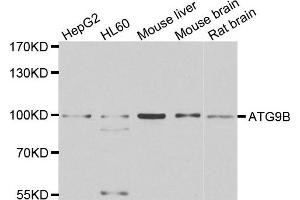 Western blot analysis of extracts of various cell lines, using ATG9B antibody.