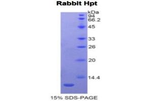 SDS-PAGE (SDS) image for Haptoglobin (HP) (AA 21-98) protein (His tag) (ABIN1878137) (Haptoglobin Protein (HP) (AA 21-98) (His tag))