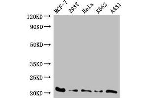Western Blot Positive WB detected in: MCF-7 whole cell lysate, 293T whole cell lysate, Hela whole cell lysate, K562 whole cell lysate, A431 whole cell lysate All lanes: AK6 antibody at 0. (TAF9 antibody  (AA 1-264))
