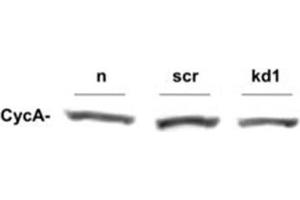 Western Blotting (WB) image for anti-Cyclin A2 (CCNA2) antibody (ABIN97945) (Cyclin A antibody)