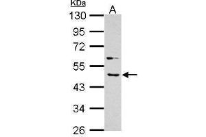 WB Image Sample (30 ug of whole cell lysate) A: A431 10% SDS PAGE antibody diluted at 1:1000 (BMP4 antibody  (C-Term))