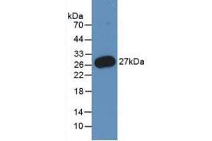 Figure. (PMP22 antibody  (AA 31-133))
