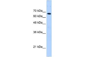 WB Suggested Anti-FBXW7 Antibody Titration:  0. (FBXW7 antibody  (C-Term))
