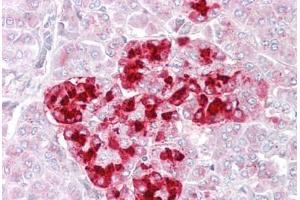 Anti-IGFBP7 antibody IHC staining of human pancreas. (IGFBP7 antibody  (AA 194-207))