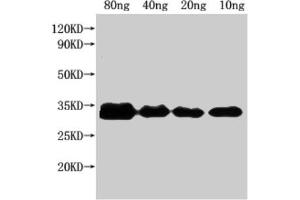 Western Blot Positive WB detected in Recombinant protein All lanes: nfuA antibody at 1:2000 Secondary Goat polyclonal to rabbit IgG at 1/50000 dilution Predicted band size: 25 kDa Observed band size: 32 kDa (NFUA (AA 1-191) antibody)