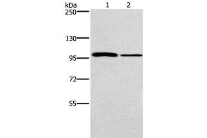 Western Blot analysis of NIH/3T3 and A172 cell using CARD14 Polyclonal Antibody at dilution of 1:800 (CARD14 antibody)