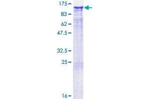 TAX1BP1 Protein (AA 1-789) (GST tag)