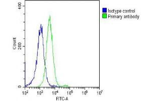 Overlay histogram showing Hela cells stained with Antibody (green line).