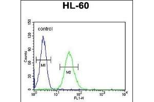 CD80 Antibody (C-term) (ABIN651210 and ABIN2840132) flow cytometric analysis of HL-60 cells (right histogram) compared to a negative control cell (left histogram). (CD80 antibody  (C-Term))