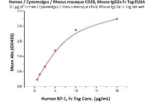 Immobilized Human / Cynomolgus / Rhesus macaque CD28, Mouse IgG2a Fc Tag, low endotoxin (ABIN5674618,ABIN6253669) at 5 μg/mL (100 μL/well) can bind Human B7-1, Fc Tag (ABIN2180846,ABIN2180845) with a linear range of 0. (CD28 Protein (CD28) (AA 19-152) (Fc Tag))