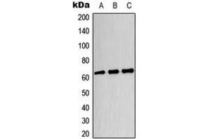 Western blot analysis of CRMP3 expression in HeLa (A), U87MG (B), HT29 (C) whole cell lysates.