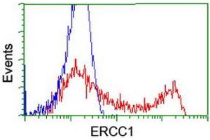 Flow Cytometry (FACS) image for anti-Excision Repair Cross Complementing Polypeptide-1 (ERCC1) antibody (ABIN1498066) (ERCC1 antibody)