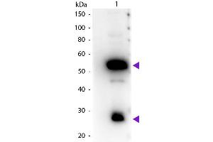 Western Blot of Peroxidase conjugated Rabbit Anti-Guinea Pig IgG secondary antibody. (Rabbit anti-Guinea Pig IgG (Heavy & Light Chain) Antibody (HRP))