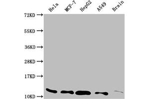 Western Blot Positive WB detected in: Hela whole cell lysate, MCF-7 whole cell lysate, HepG2 whole cell lysate, A549 whole cell lysate, Rat brain tissue All lanes: TXN antibody at 1:2000 Secondary Goat polyclonal to rabbit IgG at 1/50000 dilution Predicted band size: 10, 12 kDa Observed band size: 12 kDa (Recombinant TXN antibody)
