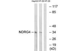 Western Blotting (WB) image for anti-NDRG Family Member 4 (NDRG4) (AA 187-236) antibody (ABIN2890539) (NDRG4 antibody  (AA 187-236))