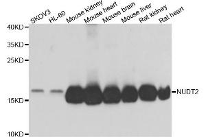 Western blot analysis of extracts of various cell lines, using NUDT2 antibody.
