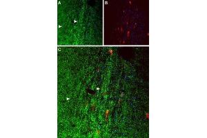 Expression of OX1R in mouse septumImmunohistochemical staining paraffin-fixed frozen sections using Anti-Orexin Receptor 1 Antibody (ABIN7043285, ABIN7044883 and ABIN7044884), (1:50).