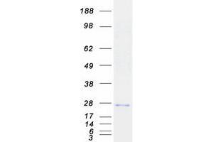 Validation with Western Blot (TMCO1 Protein (Myc-DYKDDDDK Tag))