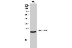 Western Blotting (WB) image for anti-Recoverin (RCVRN) (Internal Region) antibody (ABIN3177175) (Recoverin antibody  (Internal Region))