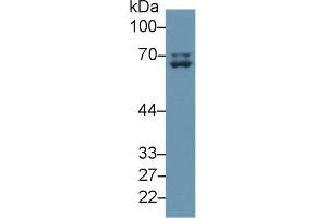 Detection of LMNA in Human A375 cell lysate using Polyclonal Antibody to Lamin A/C (LMNA) (Lamin A/C antibody  (AA 1-422))