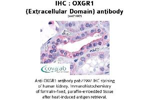 Image no. 1 for anti-Oxoglutarate (Alpha-Ketoglutarate) Receptor 1 (OXGR1) (3rd Extracellular Domain) antibody (ABIN1737721) (OXGR1 antibody  (3rd Extracellular Domain))