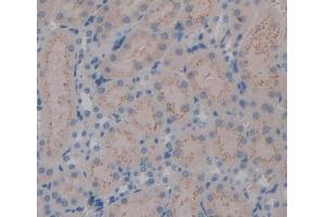 Figure. (Kallikrein 7 antibody  (AA 30-249))