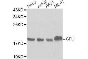 Western blot analysis of extracts of various cell lines, using CFL1 antibody. (Cofilin antibody)