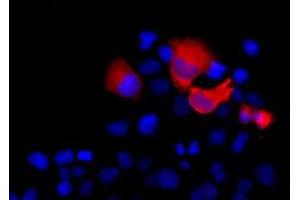 Anti-SHH mouse monoclonal antibody (ABIN2452357) immunofluorescent staining (Red) of COS7 cells transiently transfected by pCMV6-ENTRY SHH (RC222175). (Sonic Hedgehog antibody  (AA 24-197))
