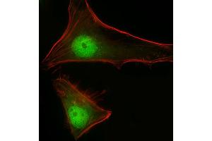 Immunofluorescent analysis of 4 % paraformaldehyde-fixed, 0. (STAT1 antibody  (C-Term))