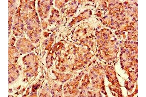 RPS26 antibody  (AA 2-115)