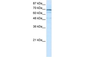 Western Blotting (WB) image for anti-Zinc Finger Protein 614 (ZNF614) antibody (ABIN2461064)