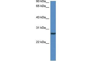 WB Suggested Anti-Clec1b Antibody   Titration: 1. (C-Type Lectin Domain Family 1, Member B (CLEC1B) (N-Term) antibody)