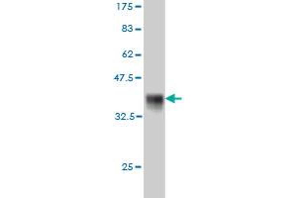 FZD5 antibody  (AA 72-161)