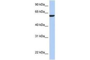 Image no. 1 for anti-Adhesion Molecule with Ig-Like Domain 3 (AMIGO3) (N-Term) antibody (ABIN6743924)