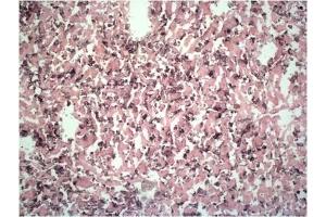 F4/80 expression on macrophages in mouse liver. (F4/80 antibody  (FITC))