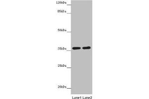 Western blot All lanes: GNB1L antibody at 3. (GNB1L antibody  (AA 1-327))