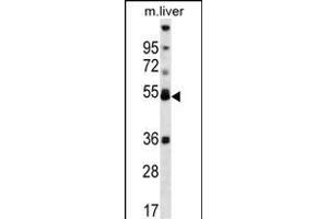 ARA Antibody (Center) (ABIN656834 and ABIN2846044) western blot analysis in mouse liver tissue lysates (35 μg/lane). (PPARA antibody  (AA 153-181))