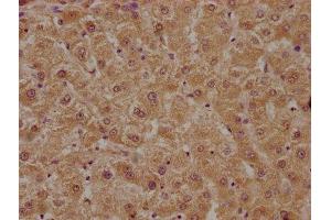 Immunohistochemistry (IHC) image for anti-Paraoxonase 1 (PON1) (AA 103-355) antibody (ABIN7169377)
