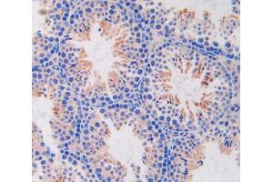 IHC-P analysis of testis tissue, with DAB staining. (IL13 Receptor alpha 1 antibody  (AA 201-360))