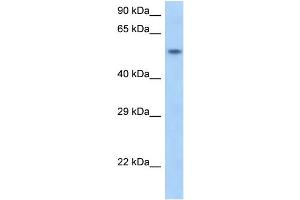 WB Suggested Anti-Snapc1 Antibody Titration: 1. (SNAPC1 antibody  (N-Term))
