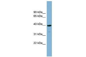 CRTAP antibody used at 1 ug/ml to detect target protein. (CRTAP antibody  (N-Term))