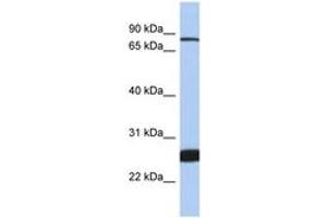 Image no. 1 for anti-Nuclear Factor (erythroid-Derived 2)-Like 1 (NFE2L1) (AA 575-624) antibody (ABIN6747209) (NFE2L1 antibody  (AA 575-624))