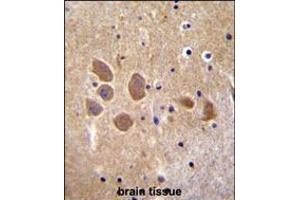 AP1M1 Antibody immunohistochemistry analysis in formalin fixed and paraffin embedded human brain tissue followed by peroxidase conjugation of the secondary antibody and DAB staining. (AP1M1 antibody  (AA 199-227))