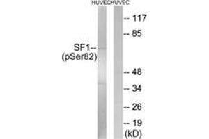 Western blot analysis of extracts from HuvEc cells treated with anisomycin 25ug/ml 30', using SF1 (Phospho-Ser82) Antibody. (Splicing Factor 1 antibody  (pSer82))