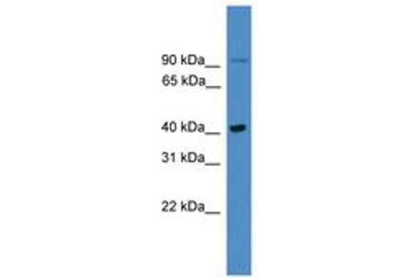 UBXN6 antibody  (AA 301-350)