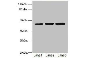 Western blot All lanes: LFNGantibody at 4. (LFNG antibody  (AA 1-250))