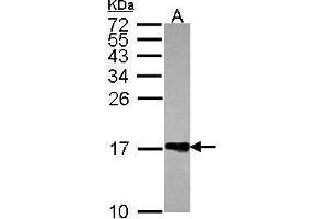 WB Image Sample (30 ug of whole cell lysate) A: JurKat 15% SDS PAGE antibody diluted at 1:1000 (H2AFZ antibody  (N-Term))