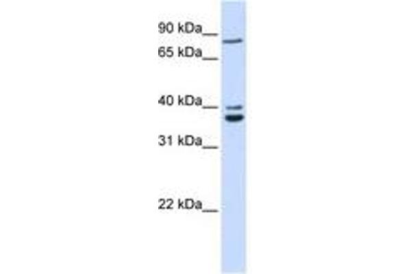 TPGS2 antibody  (AA 108-157)