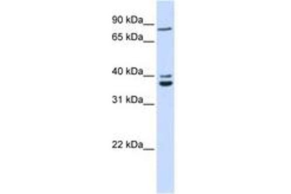 TPGS2 Antikörper  (AA 108-157)